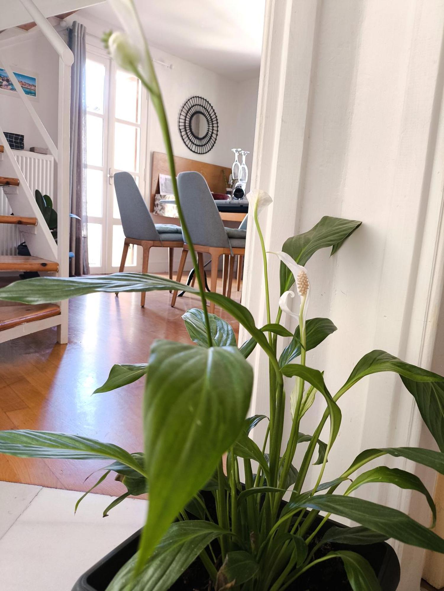 Kallisti Stone House Apartment خانيا المظهر الخارجي الصورة